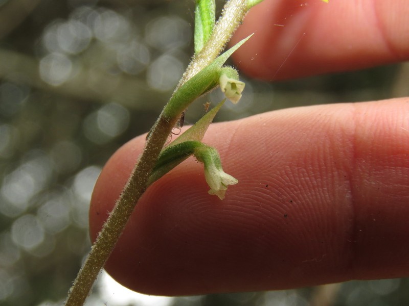 Beloglottis mexicana photo 5