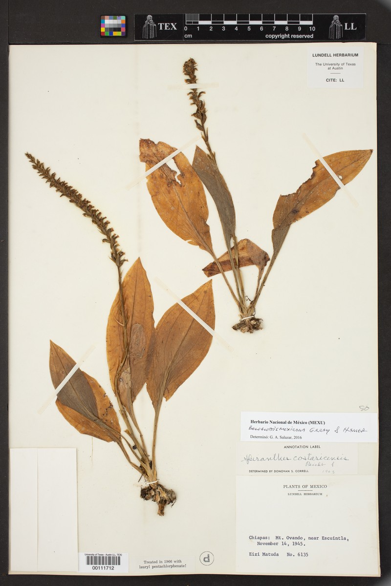 Beloglottis mexicana photo 6