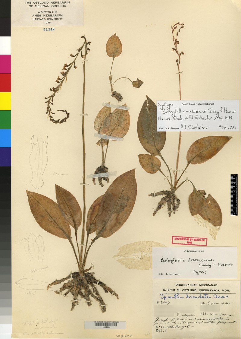 Beloglottis mexicana photo 7