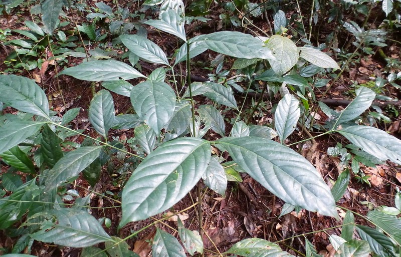 Belonophora coffeoides photo 2