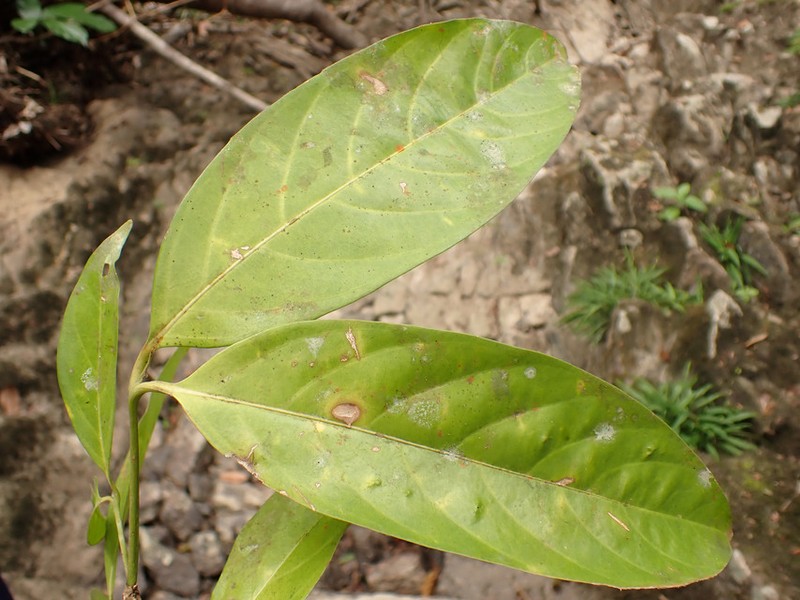 Belonophora coffeoides photo 3
