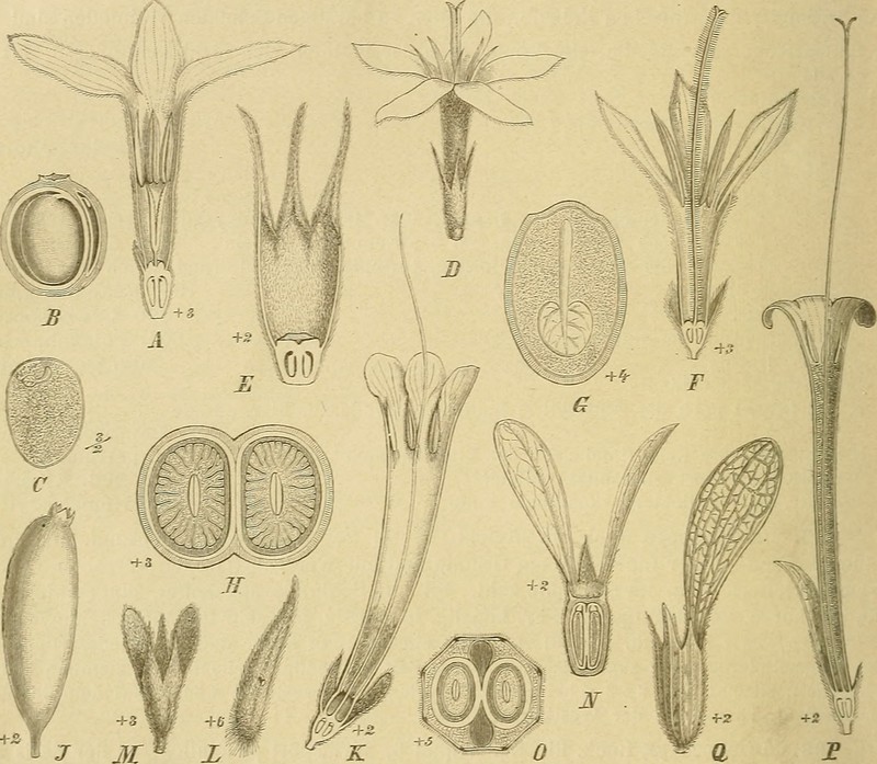 Belonophora coffeoides