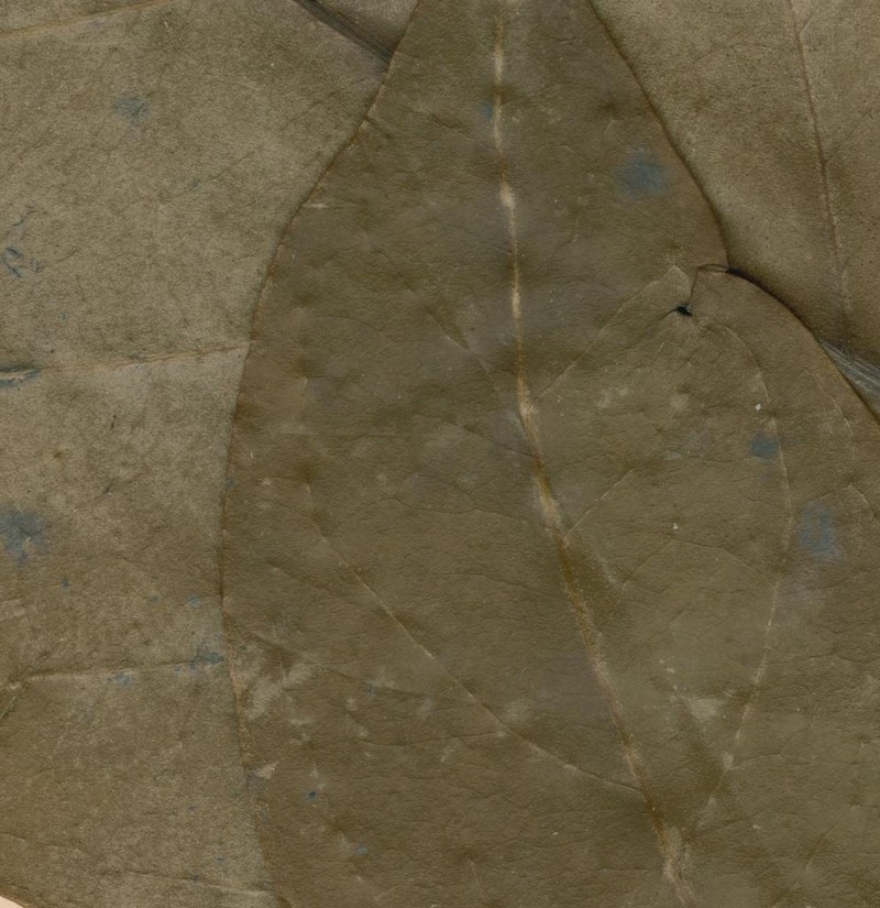 Belonophora coffeoides photo 4