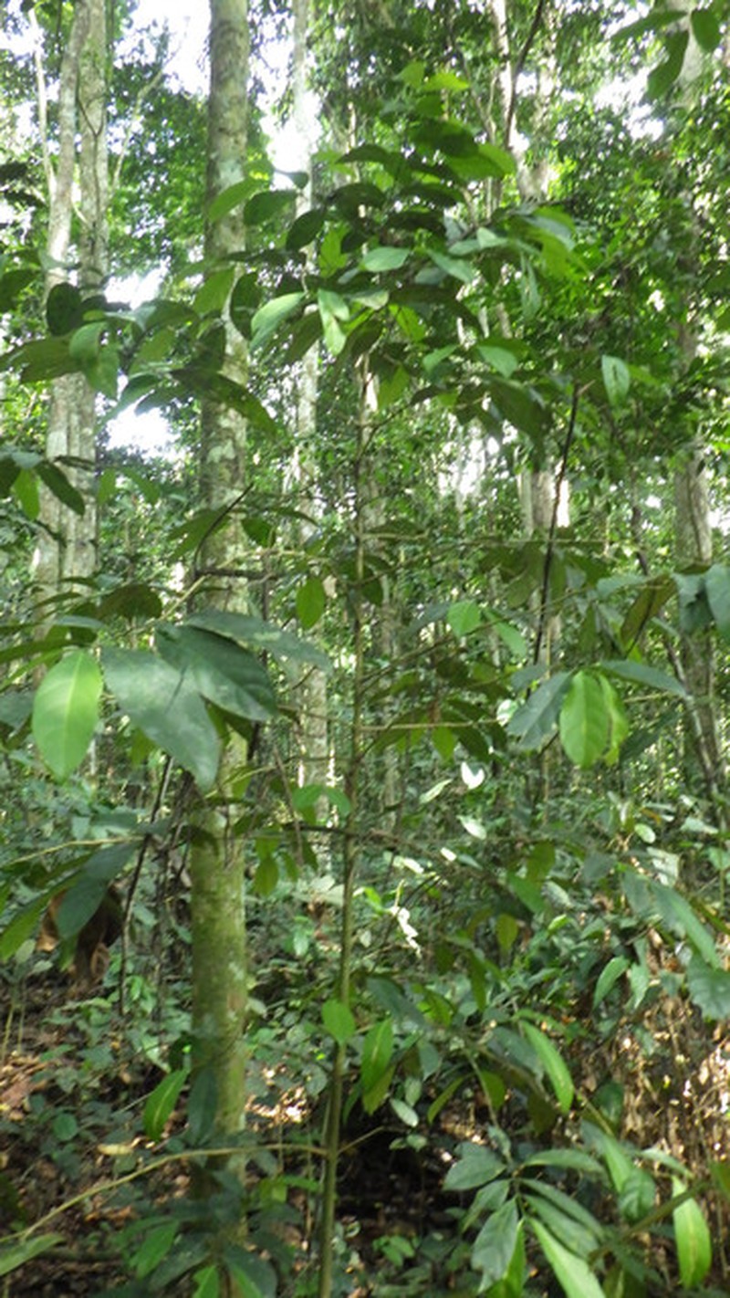 Belonophora coriacea
