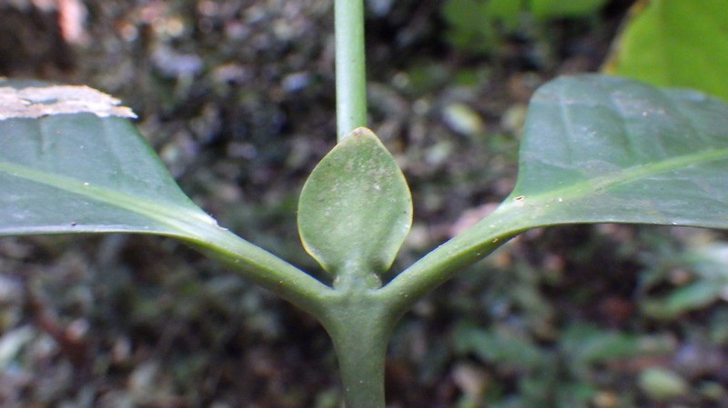 Belonophora ongensis