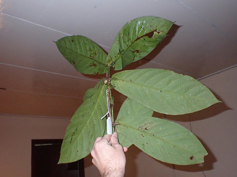 Belonophora talbotii