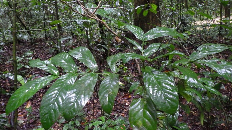 Belonophora talbotii photo 2