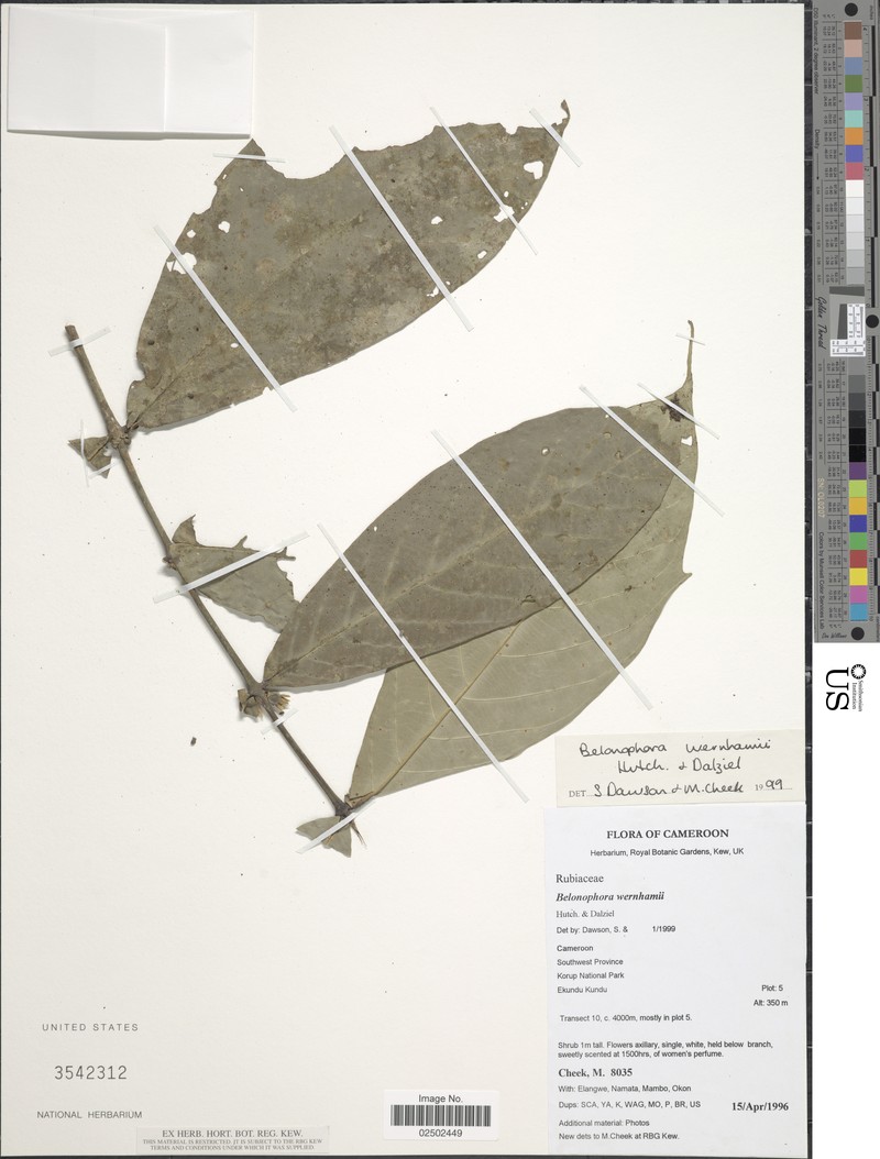 Belonophora wernhamii