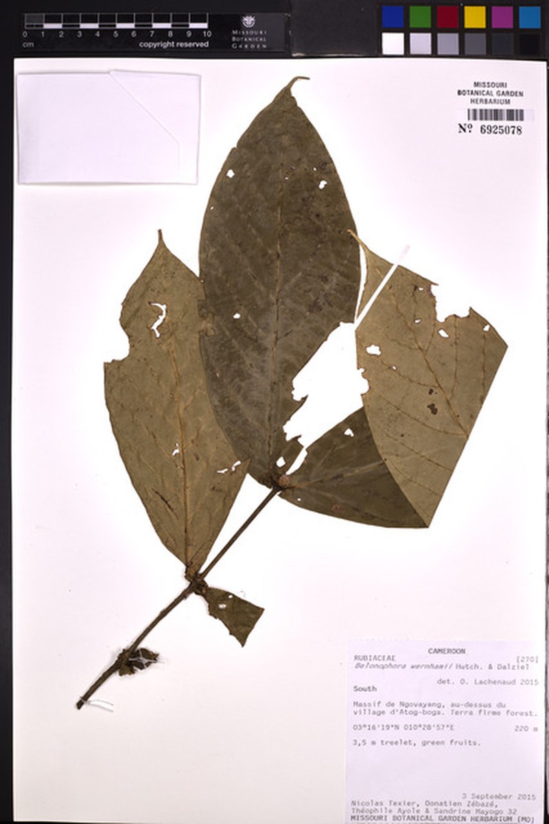 Belonophora wernhamii photo 2