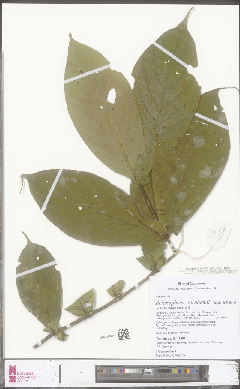 Belonophora wernhamii photo 3