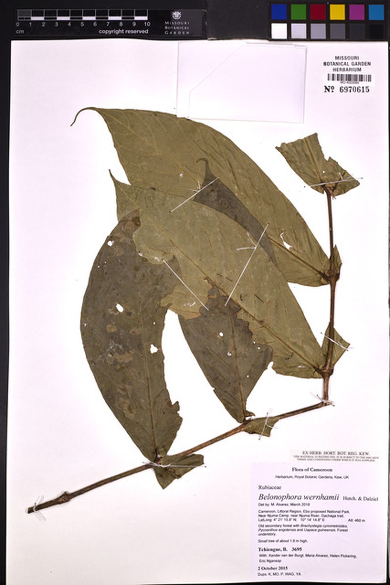 Belonophora wernhamii photo 4