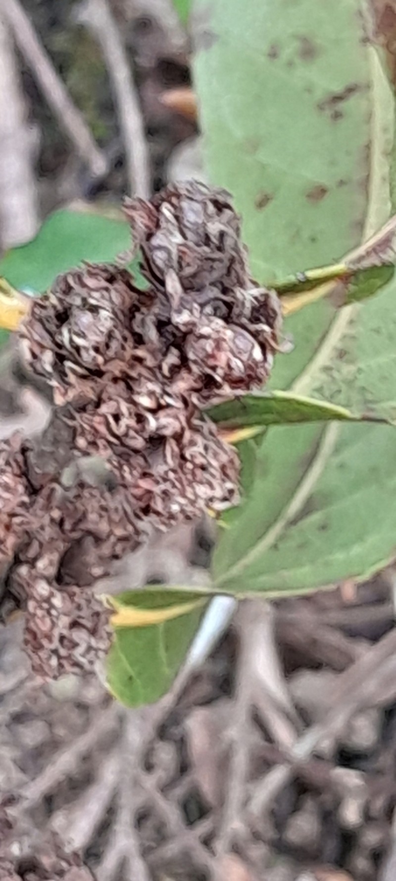 Bembicia axillaris