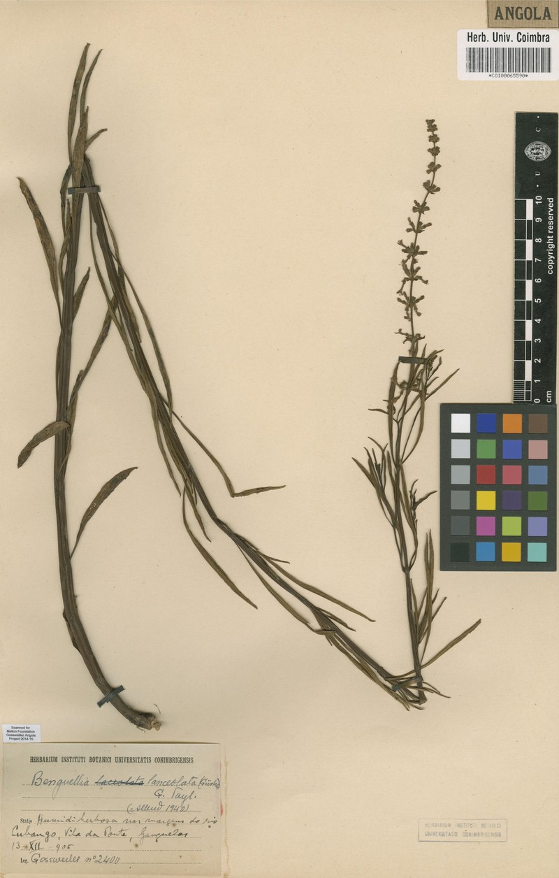 Benguellia lanceolata
