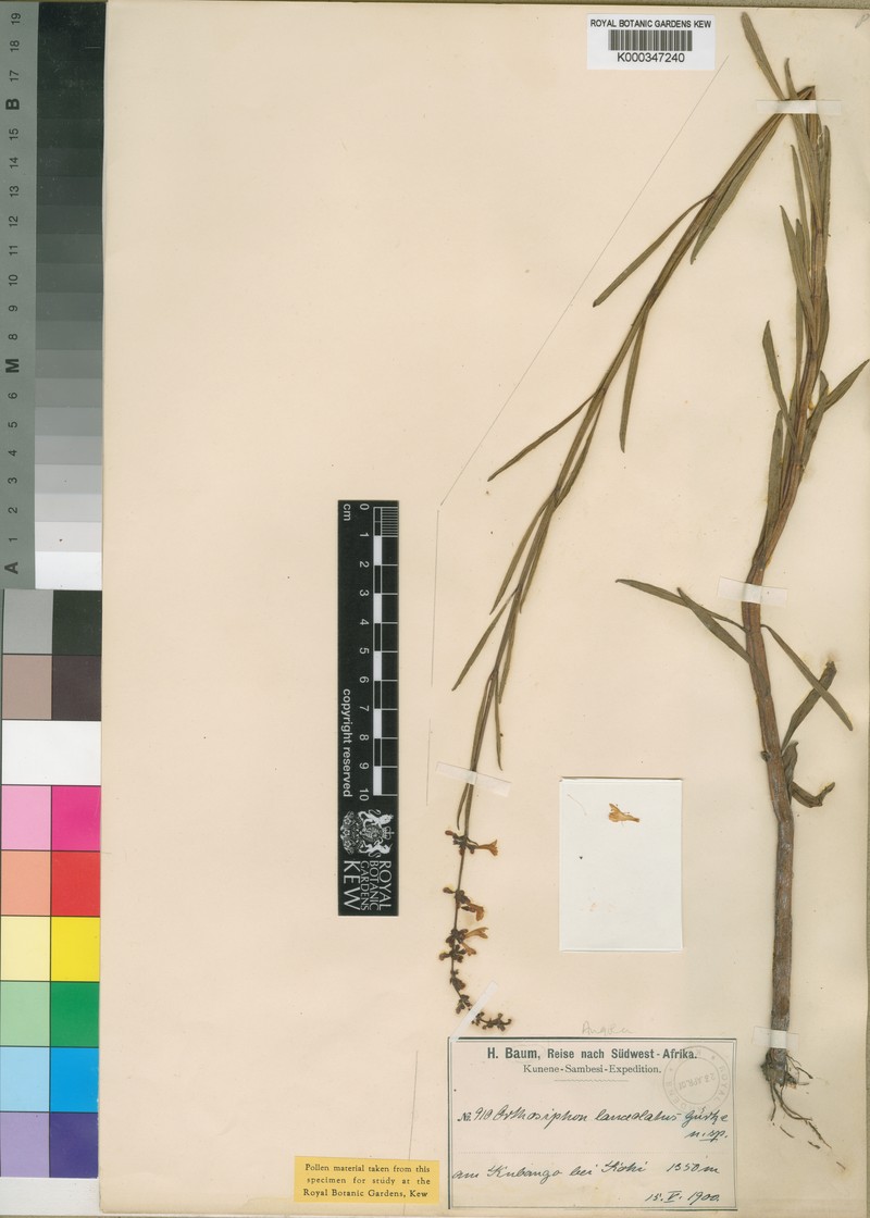Benguellia lanceolata photo 2