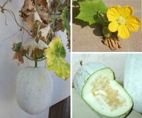 Waxgourd
