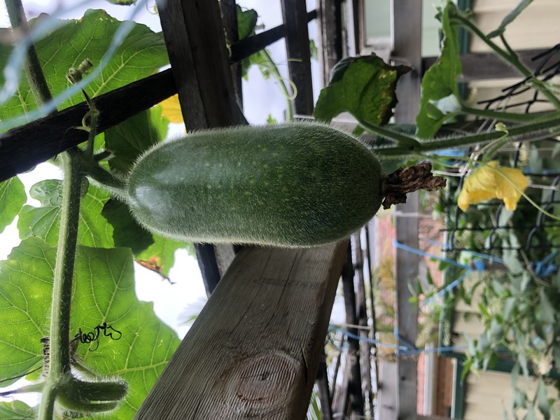 Waxgourd photo 2