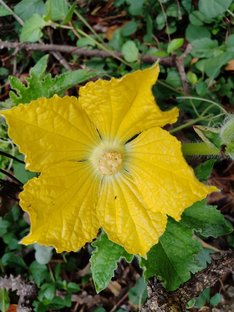 Waxgourd photo 4