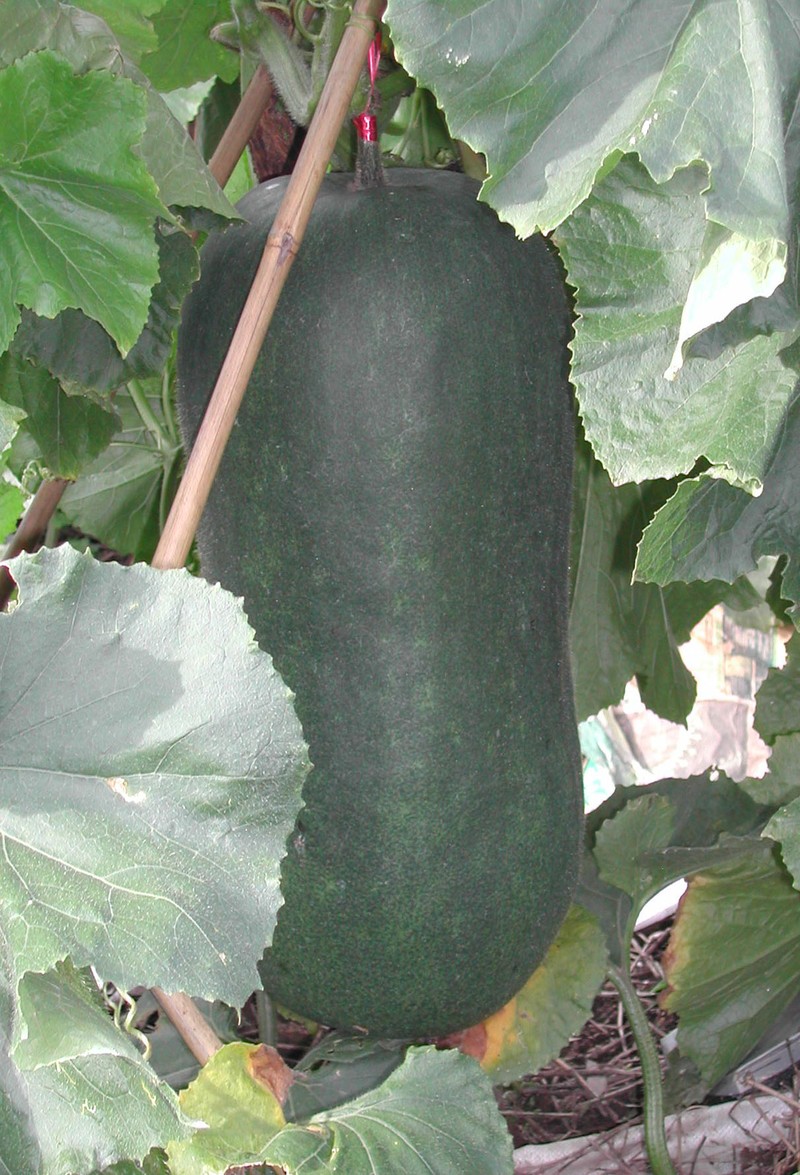Waxgourd photo 5