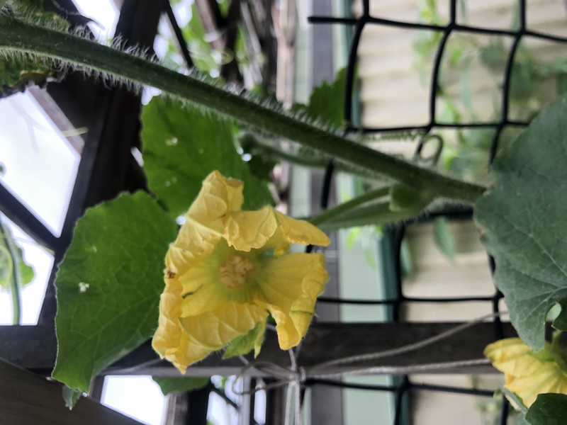 Waxgourd photo 6