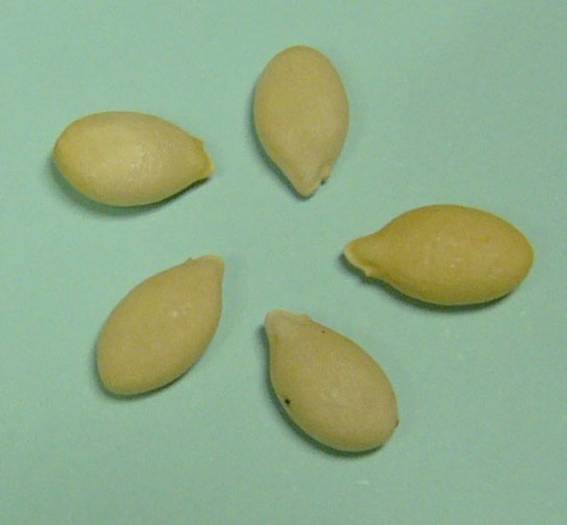 Waxgourd photo 7