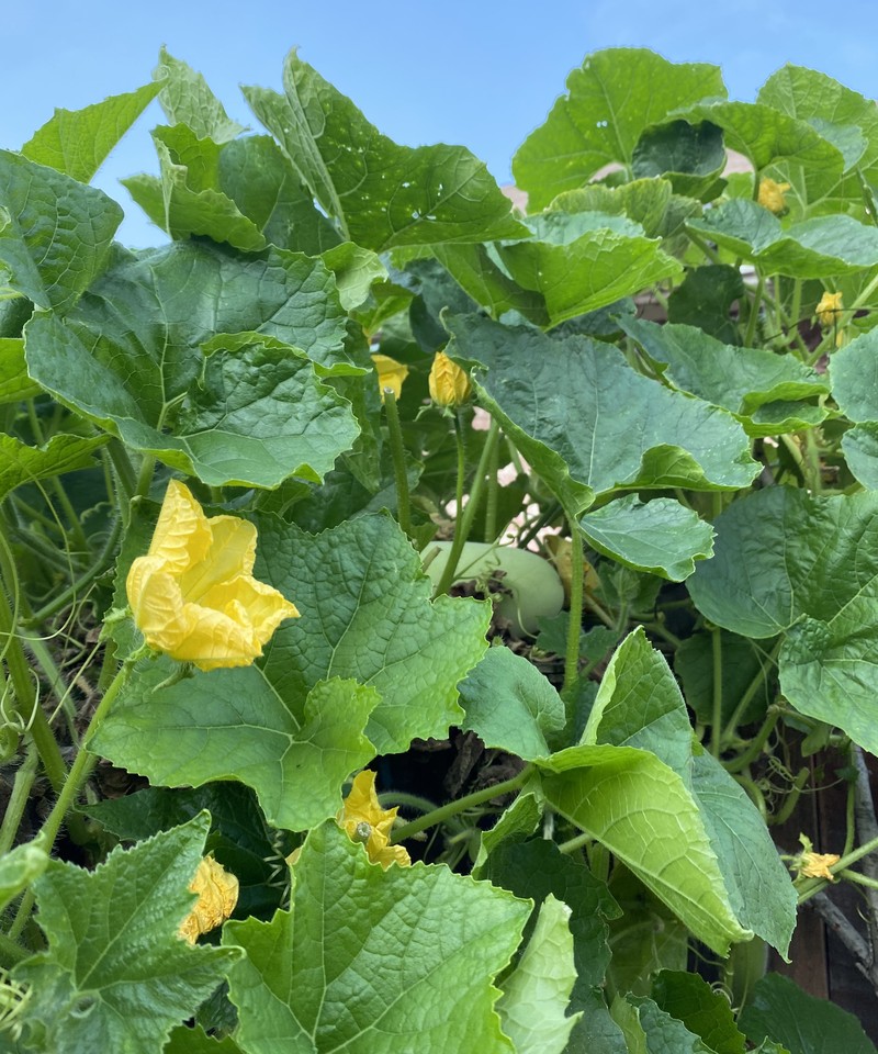 Waxgourd photo 8