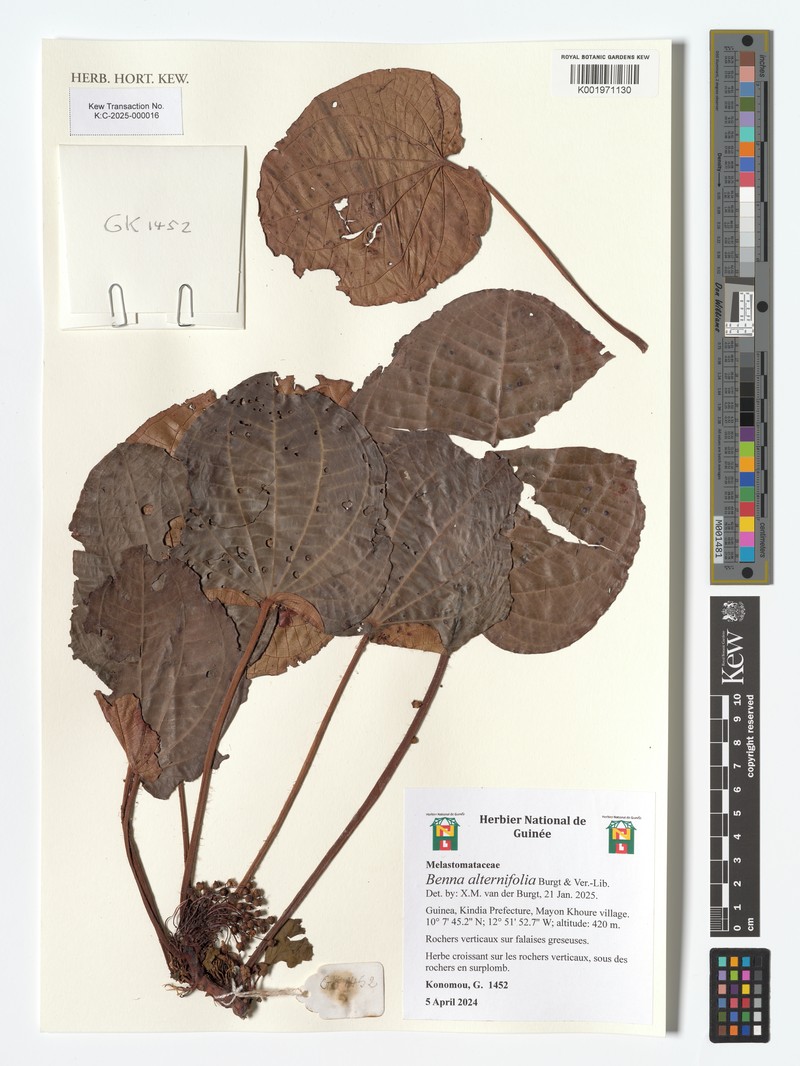 Benna alternifolia