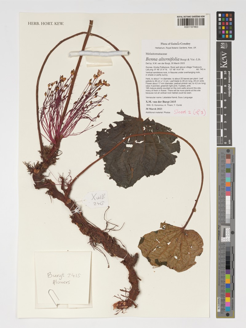 Benna alternifolia photo 2