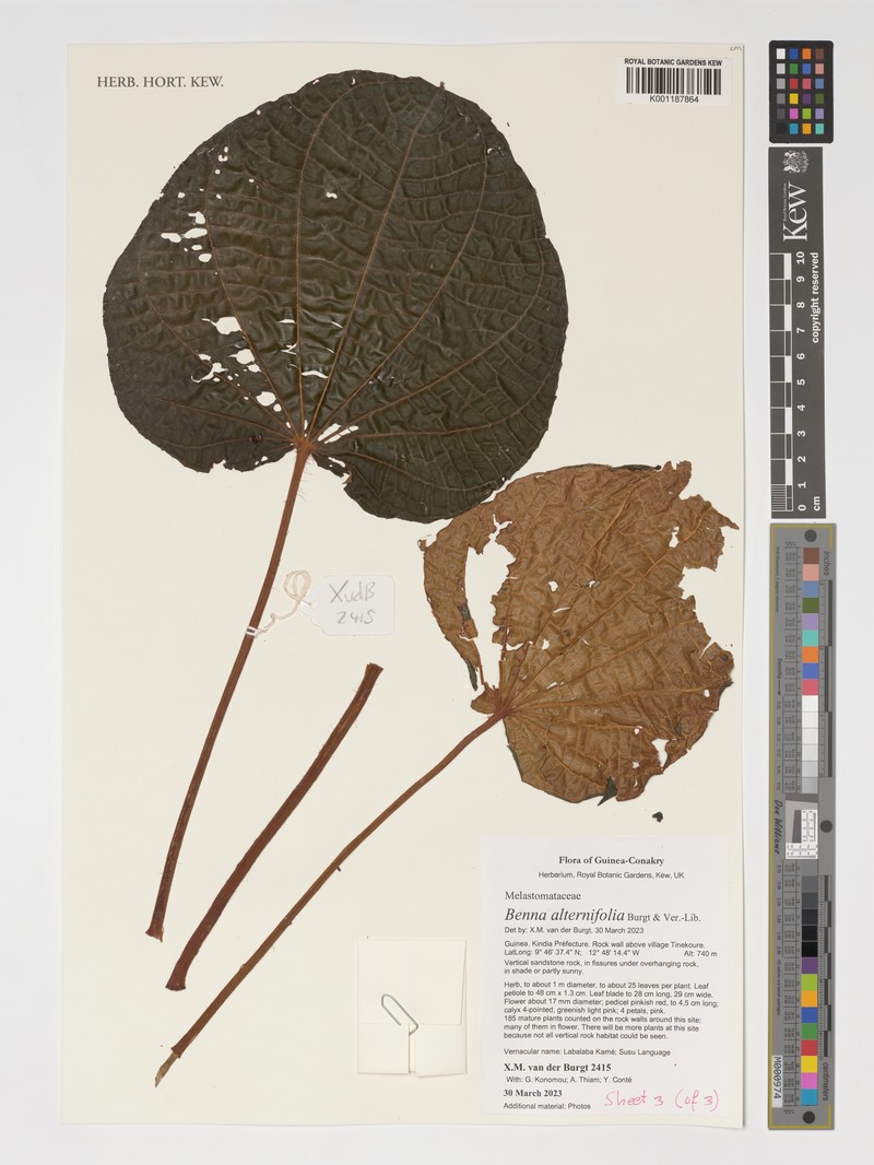 Benna alternifolia photo 3