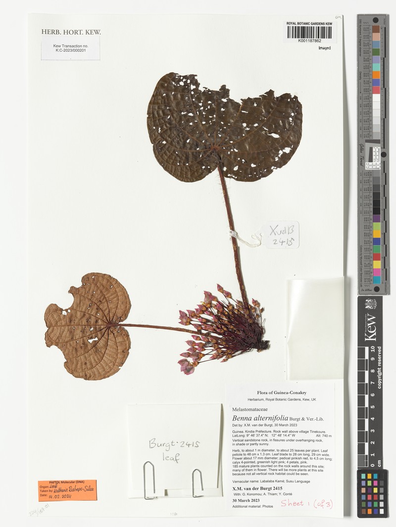 Benna alternifolia photo 4