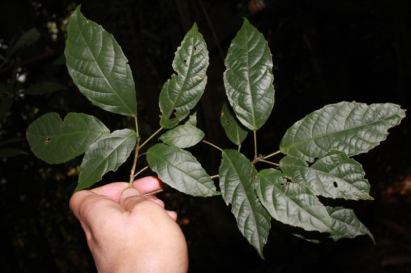 Bennettiodendron cordatum