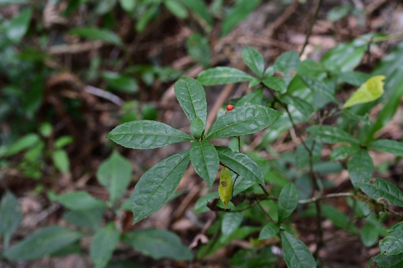 Bennettiodendron leprosipes
