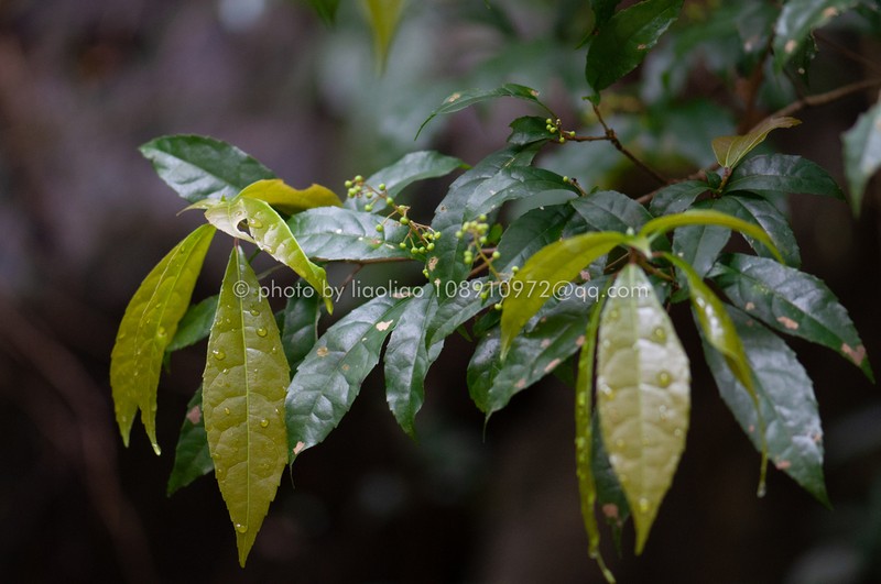 Bennettiodendron leprosipes photo 2