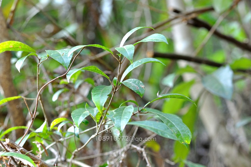 Bennettiodendron leprosipes photo 3