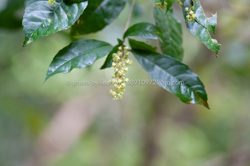 Bennettiodendron leprosipes photo 4