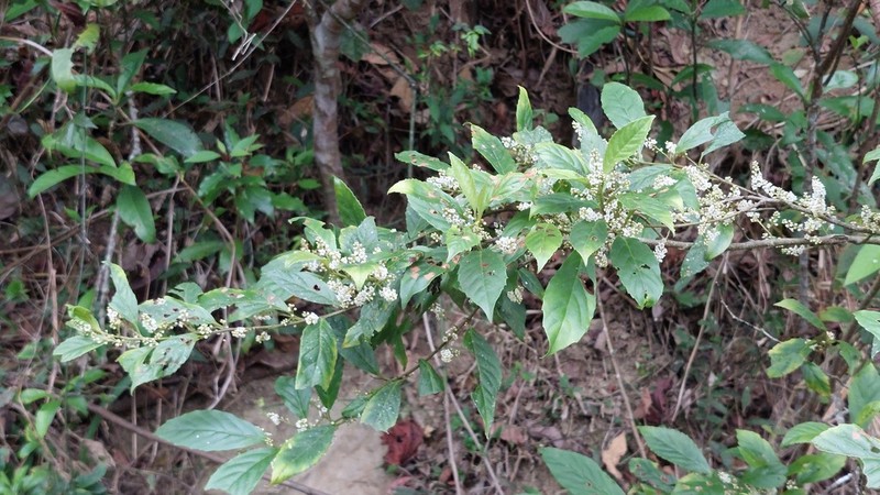 Bennettiodendron leprosipes photo 5