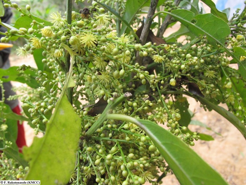 Benoistia orientalis
