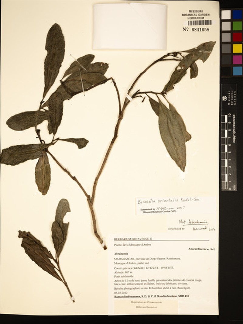 Benoistia orientalis photo 3