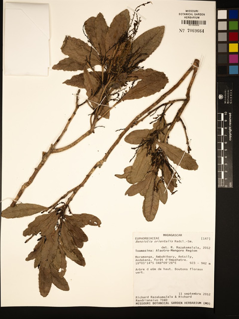 Benoistia orientalis photo 4