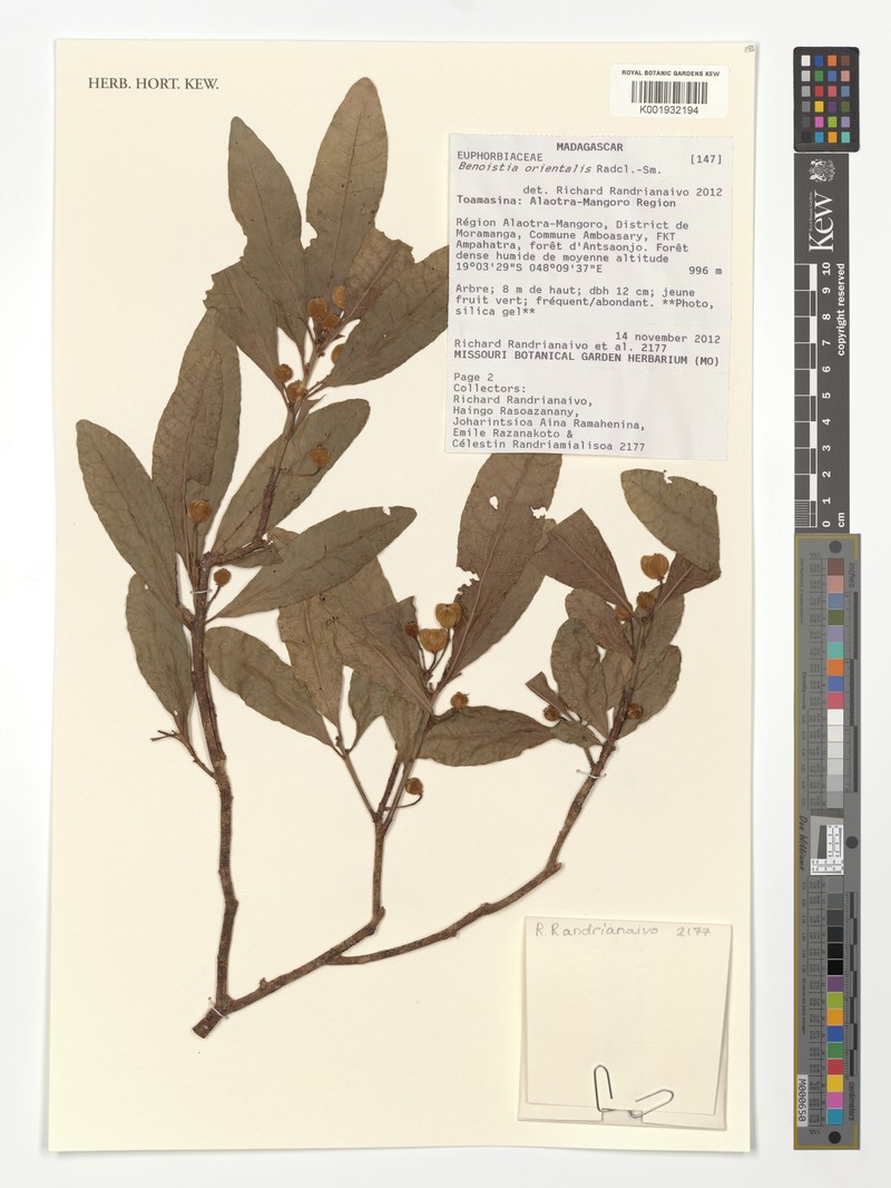Benoistia orientalis photo 5