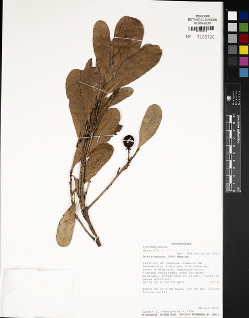 Benoistia perrieri