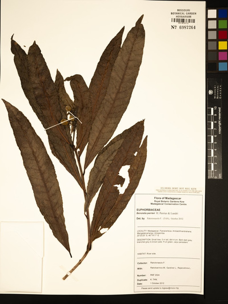 Benoistia perrieri photo 2