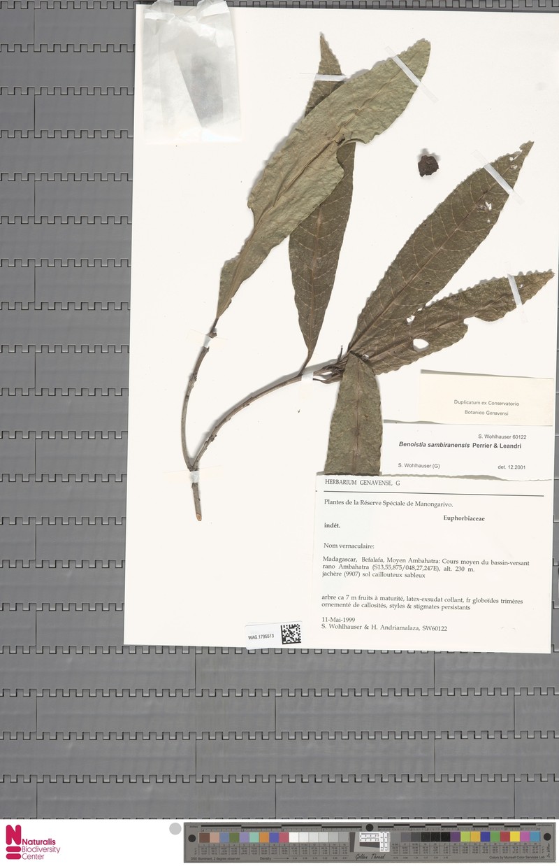 Benoistia sambiranensis