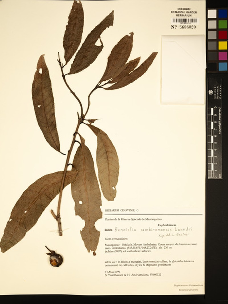 Benoistia sambiranensis photo 2