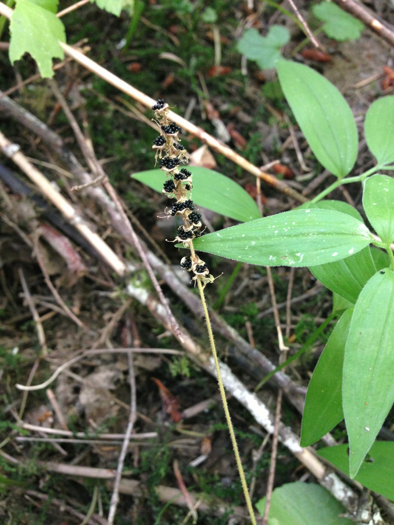 Oregon Bensoniella photo 2
