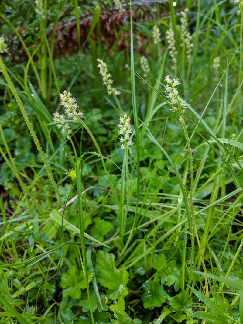 Oregon Bensoniella photo 3