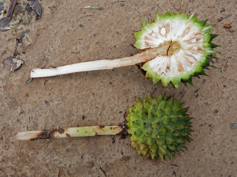 Benstonea fortuita
