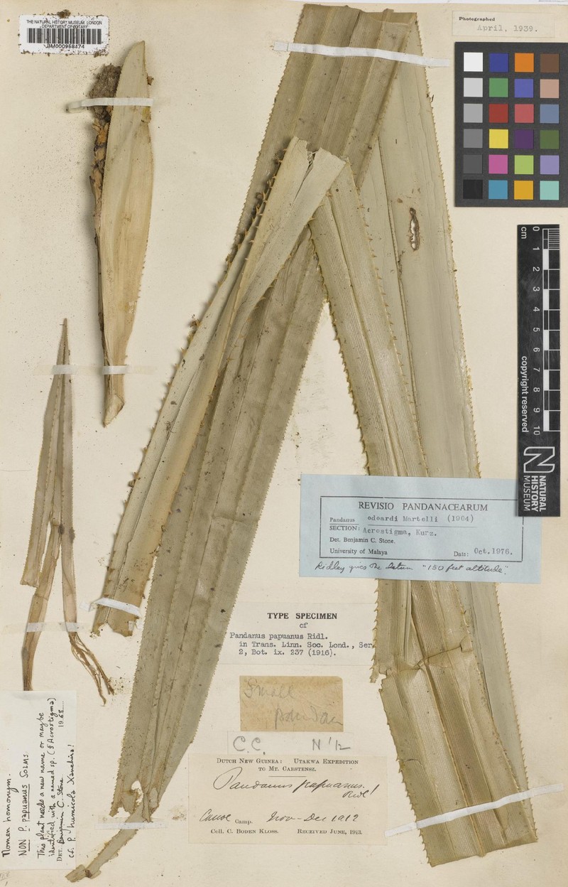 Benstonea papuana