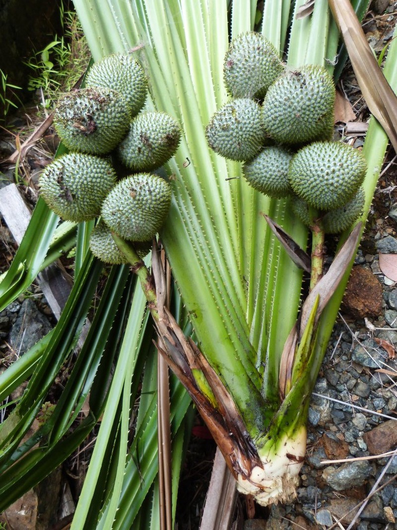 Benstonea serpentinica