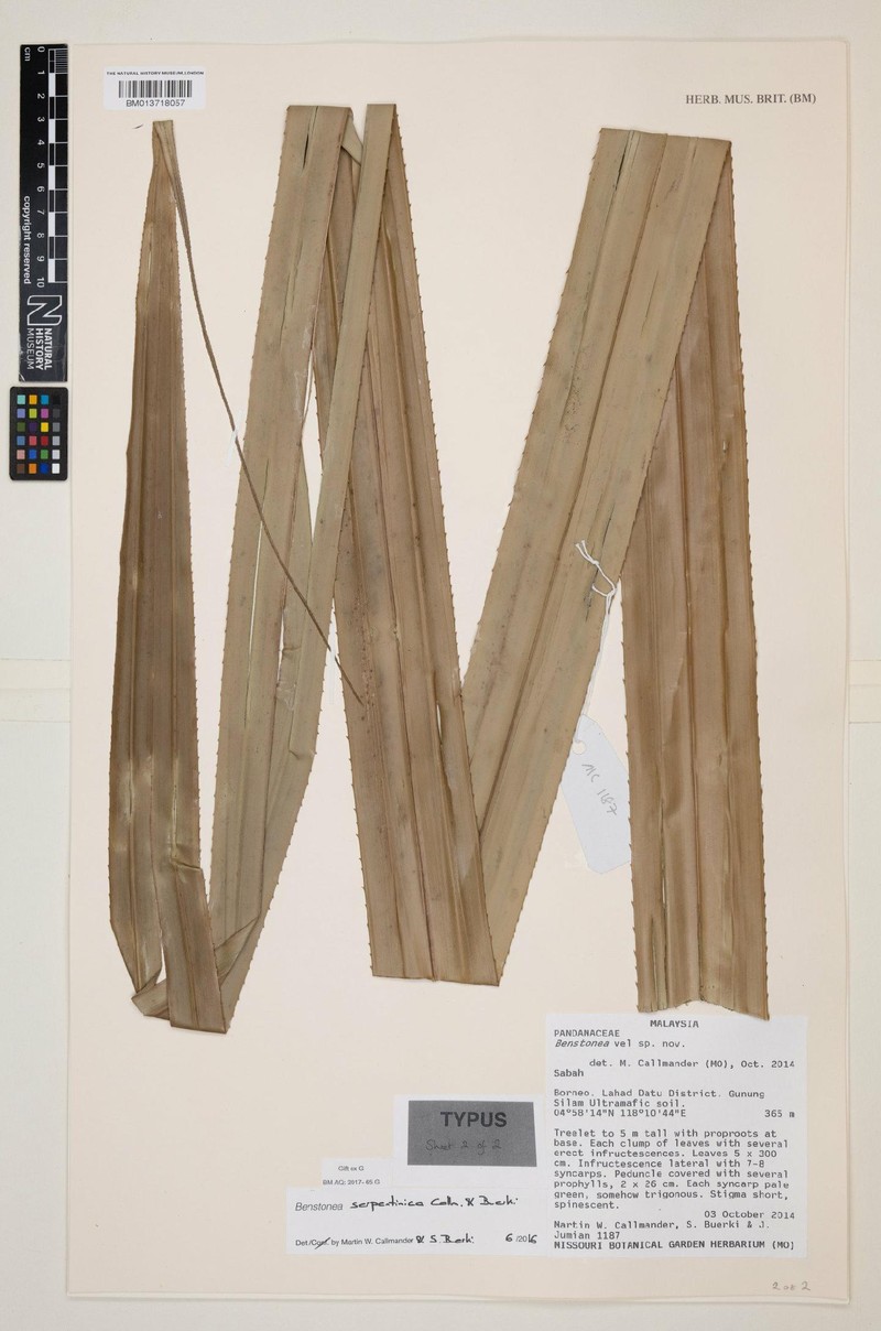 Benstonea serpentinica photo 2