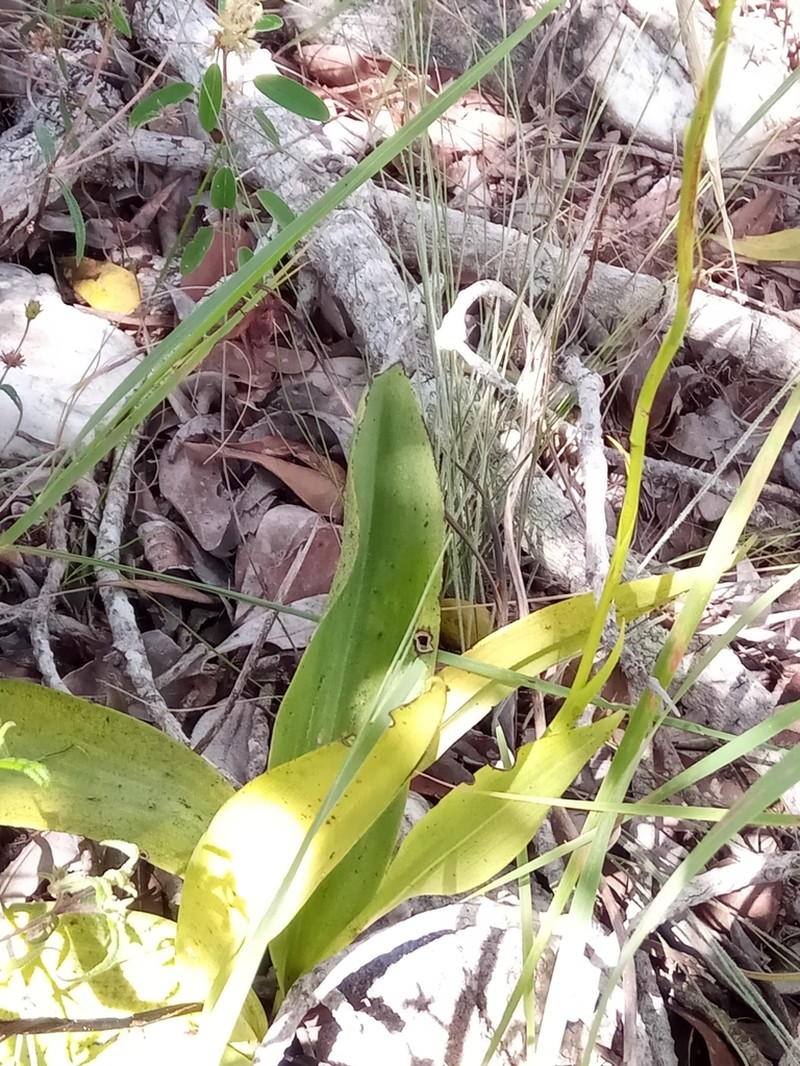 Benthamia bathieana